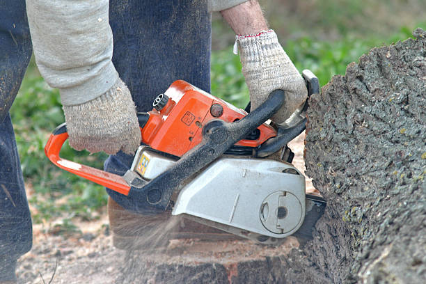  Leetsdale, PA Tree Services Pros