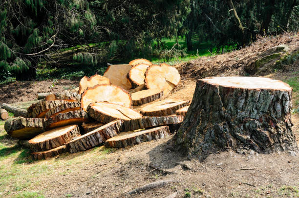 Best Hazardous Tree Removal  in Leetsdale, PA